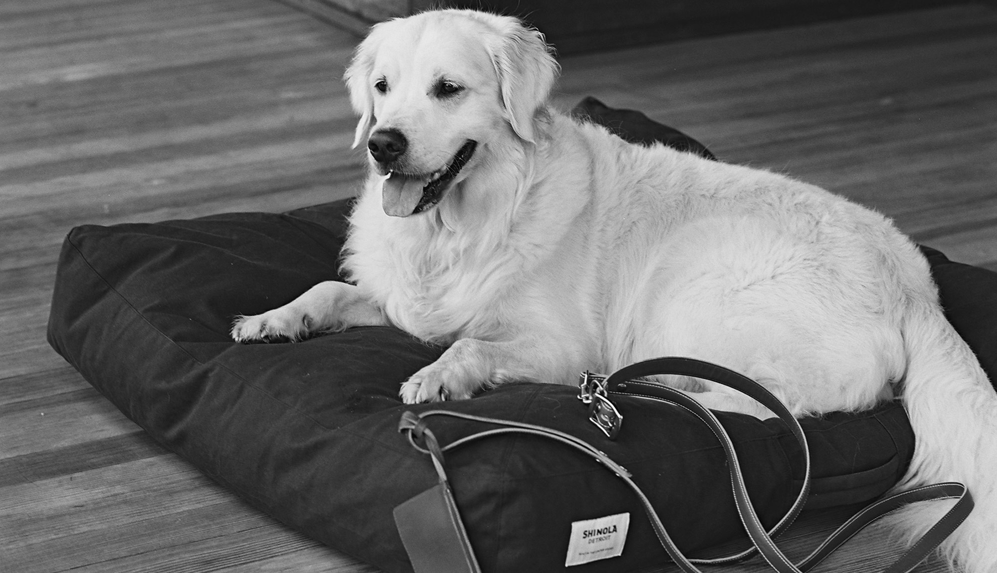 Designer Dog Beds and Leash and Collar Sets Make Fido Jump for Joy